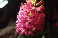 风信子怎么养（如何延长风信子花期）