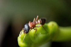 蚂蚁是益虫还是害虫？