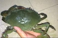 青蟹死了还能吃吗（这样保存不会死）
