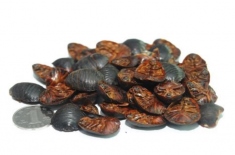 土元养殖存在哪些风险（（内附养殖技术））