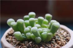 “小型盆栽”多肉种子的种植方法（切记不需要经常浇水）