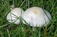 蘑菇一般长在什么地方（掌握这5个种植方法产量翻几番）