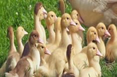 鹅苗预防用药？