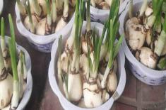 水仙种球怎么处理？