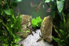 一眉道人鱼能长多大？