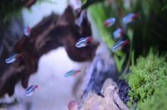 鱼趴缸底是什么病因？