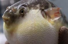 河豚有毒吗? 河豚有毒吗?