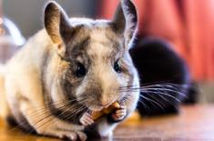 龙猫好不好饲养? 龙猫好不好饲养?