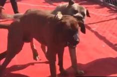 土佐犬多少钱一只？