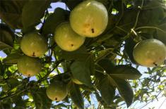 在果园里可以套种哪些中药材？