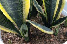 花纹精美的虎尾兰的养殖方法和注意事项有哪些？