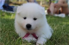 萨摩耶犬多少钱一只（喂这几类狗粮生长快）