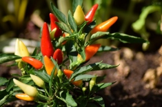 露地辣椒的种植方法 露地辣椒的种植方法