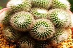 多肉子孙球的繁殖方法和养殖要点详解