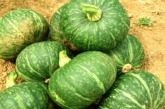 “四季绿”南瓜怎么栽培管理（经验瓜农这样说……）