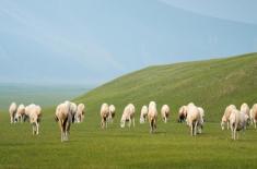 人工喂养小羊怎么成活？