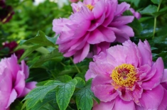 “花中之王”牡丹花籽怎么种植？