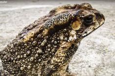 蟾蜍（癞蛤蟆）如何安全越冬？