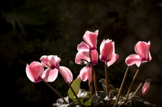 仙客来什么时候开花？