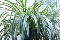 教你几招快速解决吊兰叶子发白变软的方法！