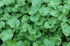 种植技巧（垂吊马蹄金的种植方法）