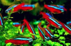 宝莲灯鱼怎么养？