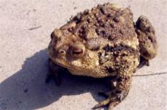 蟾蜍（癞蛤蟆）的养殖技术