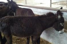 养殖驴时常见病的介绍及治疗方法？