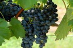 葡萄采摘之前要做好哪些管理工作？