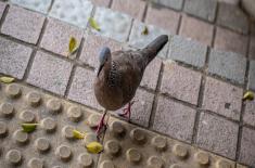 野鸽子和斑鸠的区别是什么？