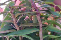 一文详解铁皮石斛的种植条件、时间和技术！