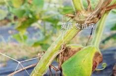 黄瓜炭疽病防治方法（用什么药最好）