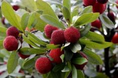 杨梅采果后如何修剪？