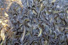 刺泥鳅养殖技术