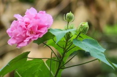 木芙蓉花的养殖方法和注意事项