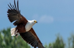 老鹰是几级保护动物？