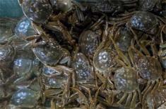 怎么在水稻田和池塘里养河蟹？