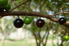 嘉宝果（树葡萄）的繁殖方法