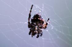 世界十大最恐怖毒蜘蛛是哪些？