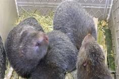 产仔竹鼠怎么养？