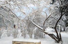 中国雪松产地在哪里（价格多少钱一棵）