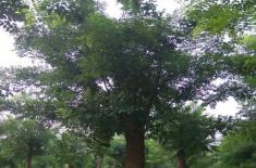 国槐产地在哪里？