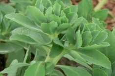 田七盆栽的种植方法