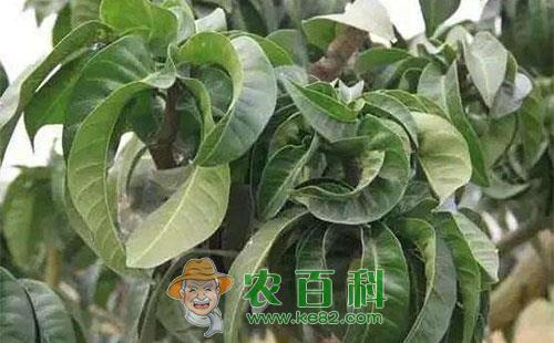 芒果控梢有什么作用，控梢方法有哪些？