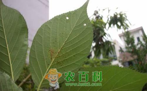 6种樱桃常见病害的症状表现及防治方法