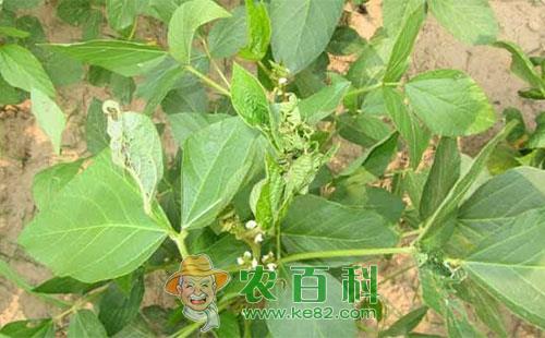 大豆落花落荚是什么原因,怎么办?