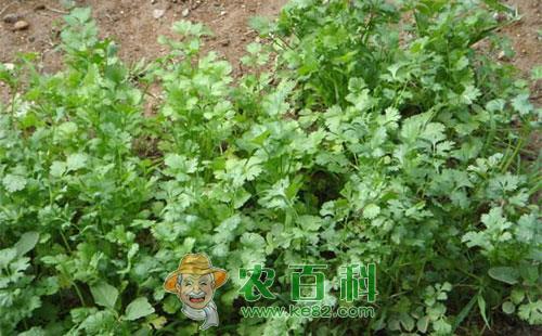 芫荽立枯病的症状、病原、侵染、发生规律及防治措施