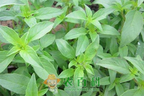 荆芥种植时间及荆芥的种植方法