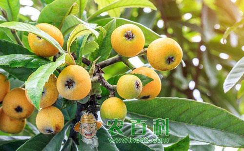 枇杷桑天牛的为害症状、特征习性及防治要点