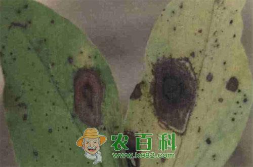 蚕豆轮纹病的综合治疗措施总结